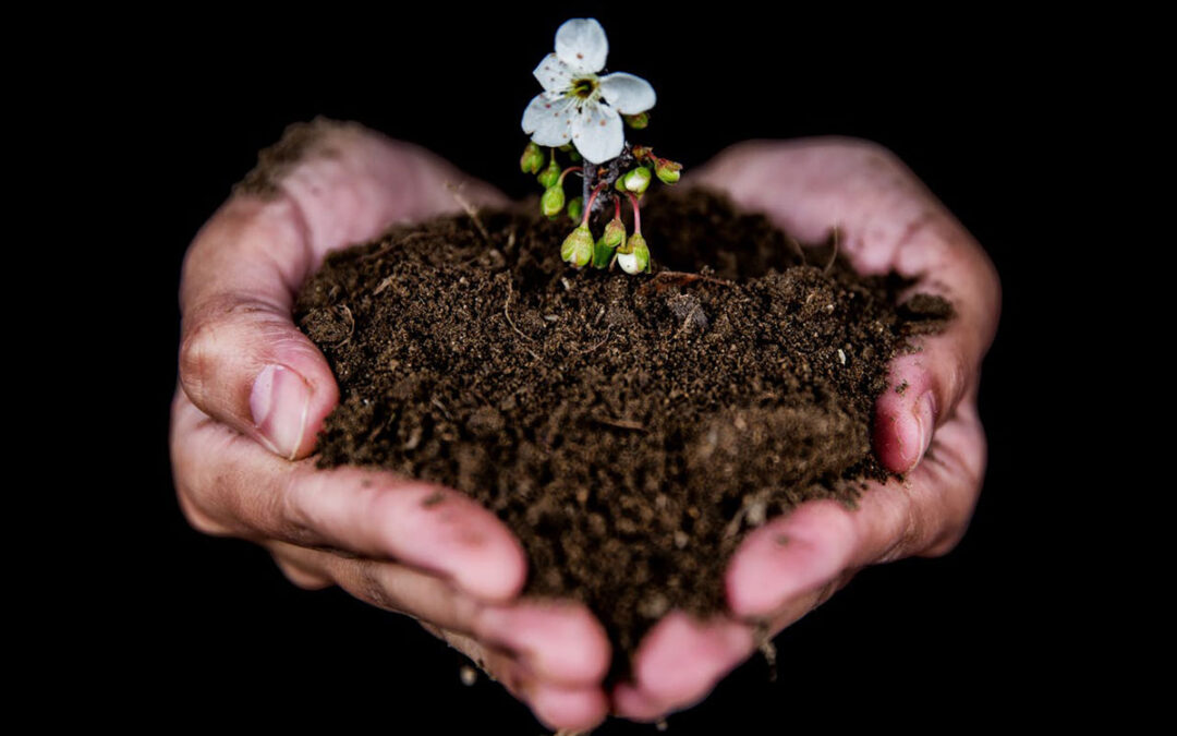 izvirnost-3d-re-live